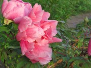 ★ Pfingsten
